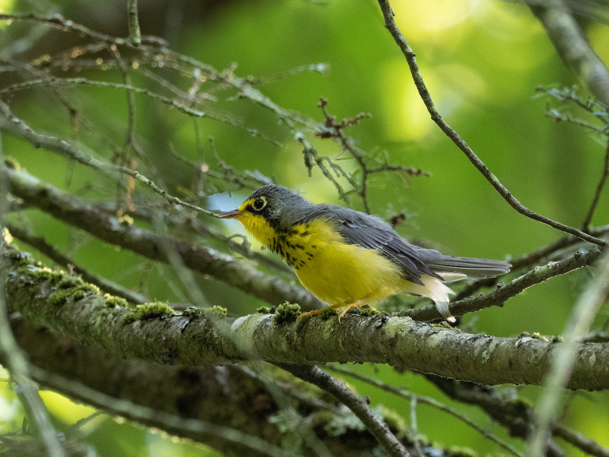 Canada Warbler - ML529835811