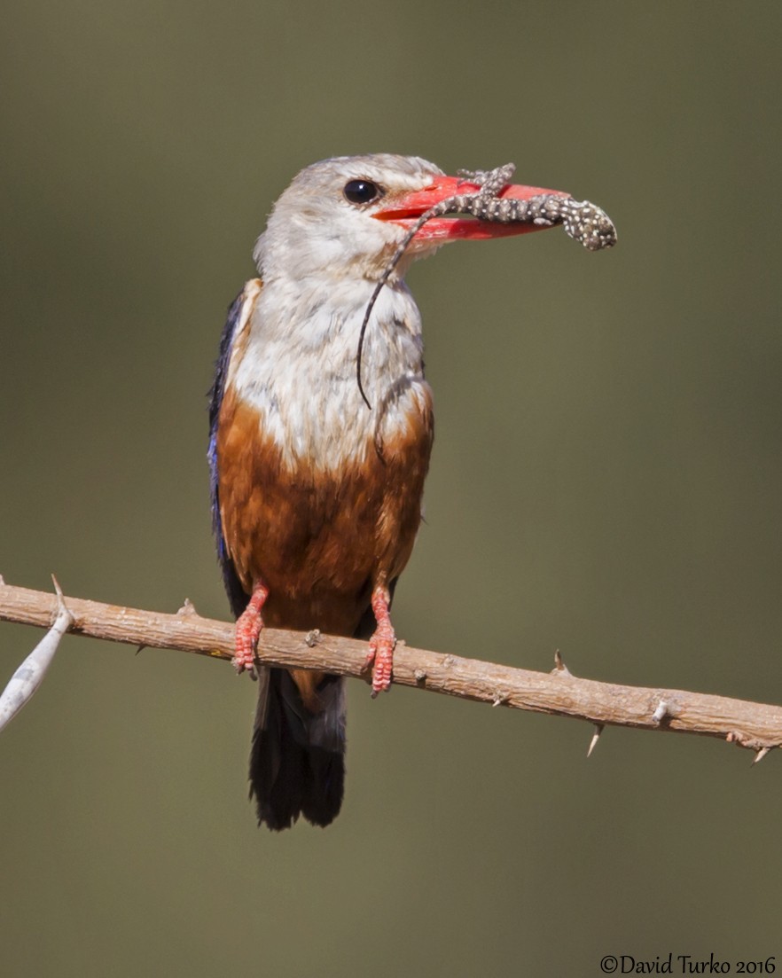 Gray-headed Kingfisher - ML52983621