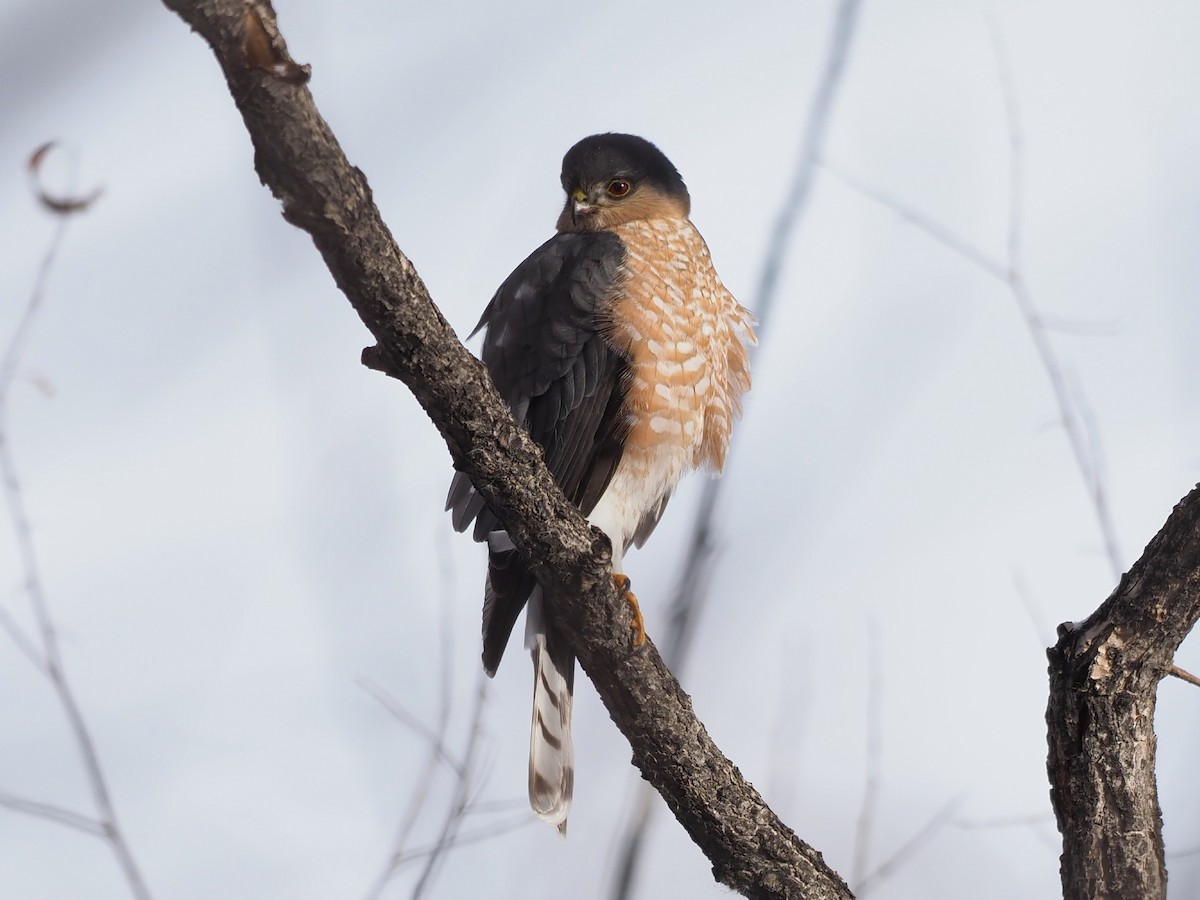 Sharp-shinned Hawk - Leslie S