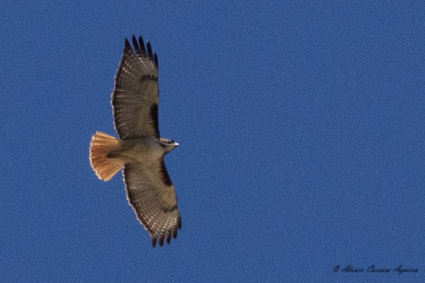 Red-tailed Hawk - Alvaro Cervera
