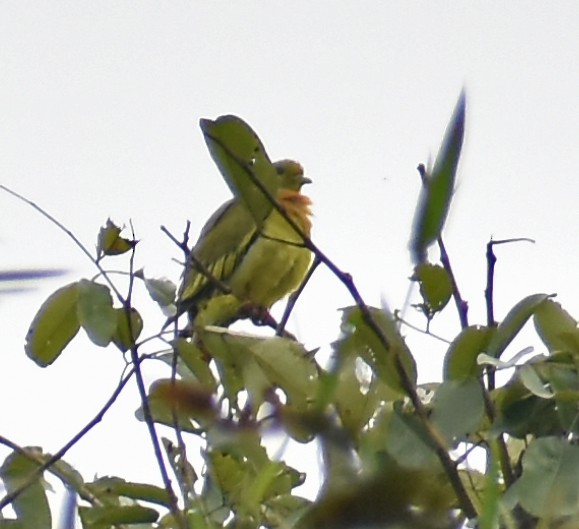 Orange-breasted Green-Pigeon - ML529838451