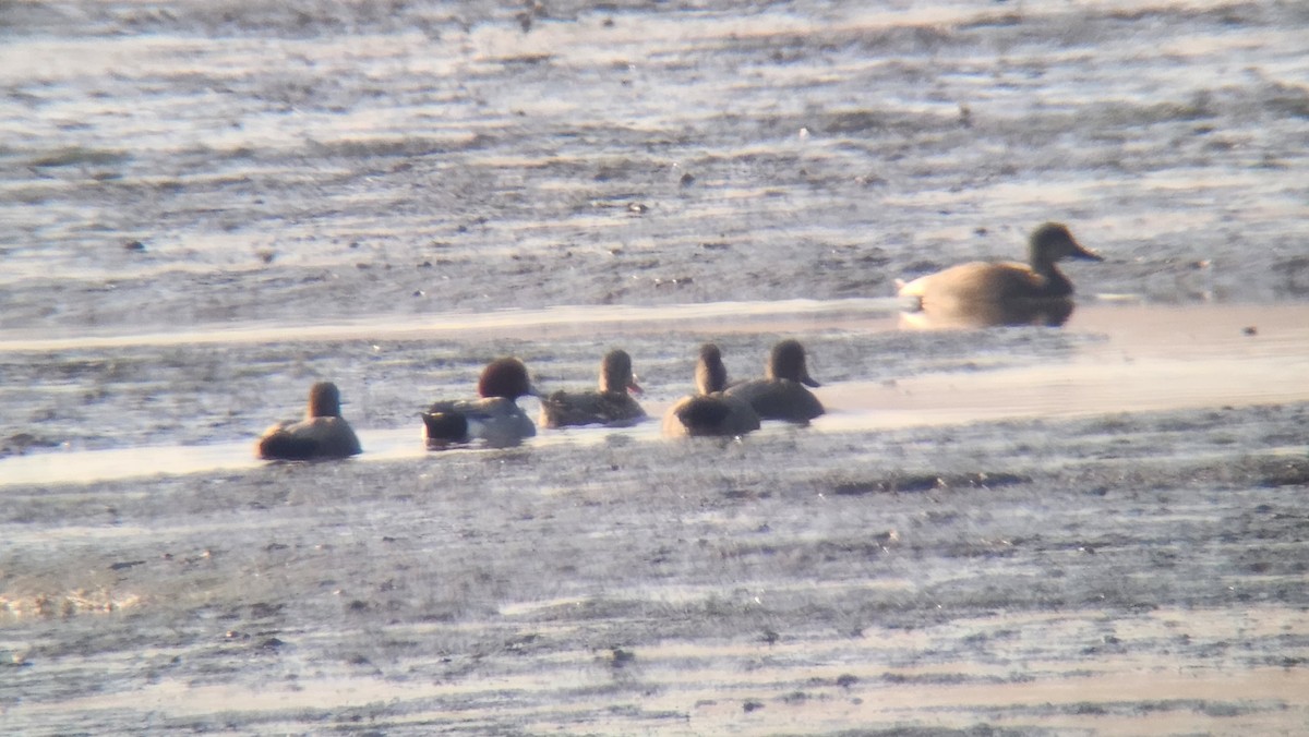 Eurasian Wigeon - ML529838701