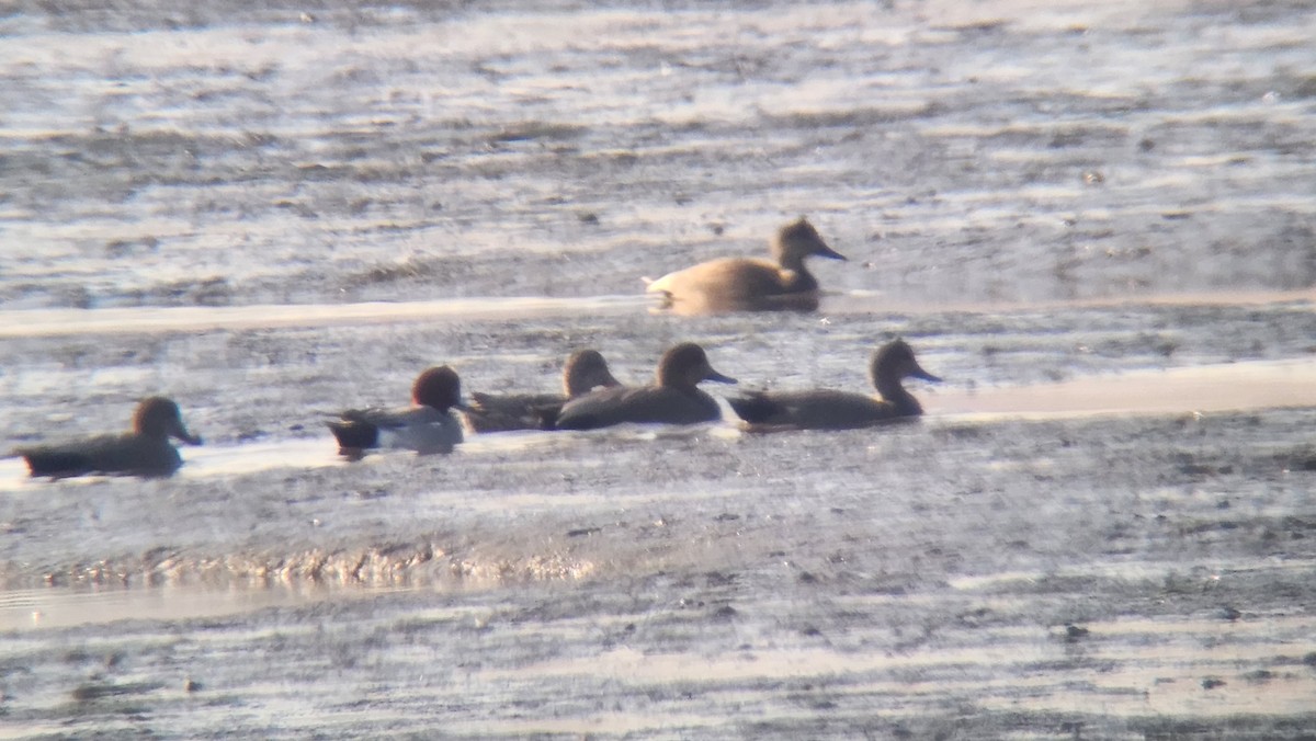 Eurasian Wigeon - ML529838831