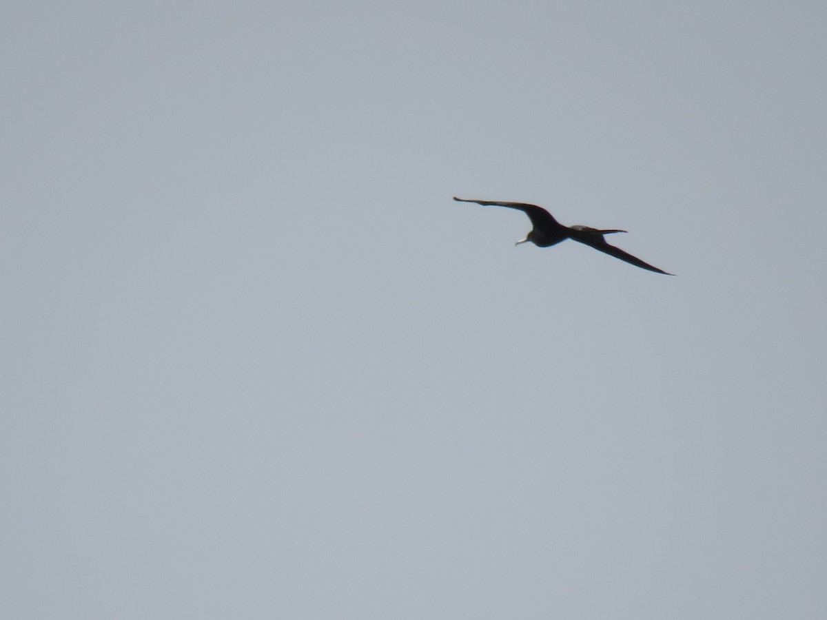 Magnificent Frigatebird - Kevin Christman