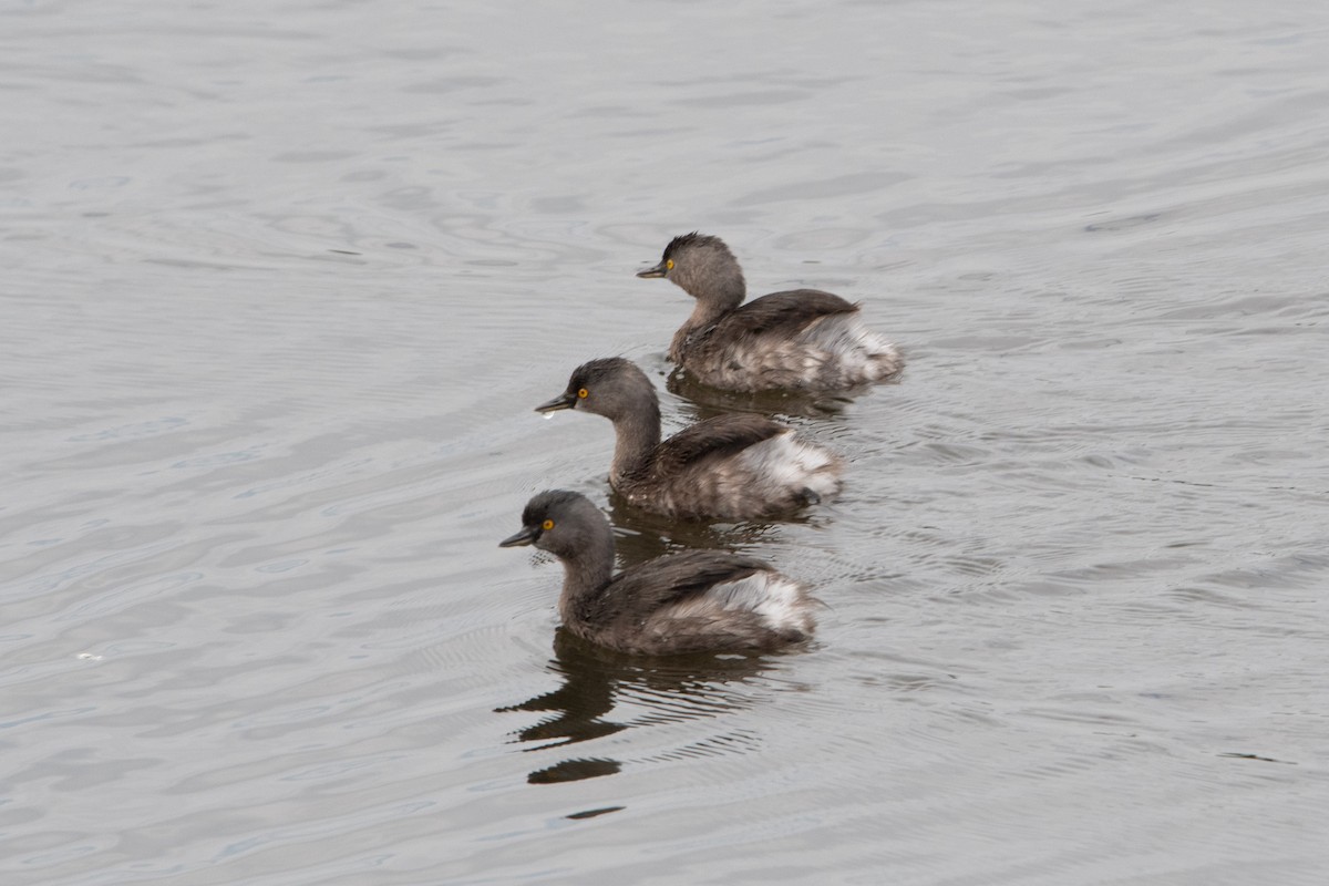 Least Grebe - ML529840501