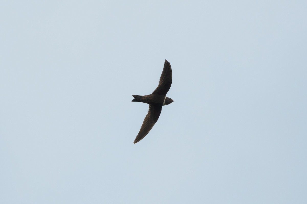 White-collared Swift - Ivani Martínez Paredes