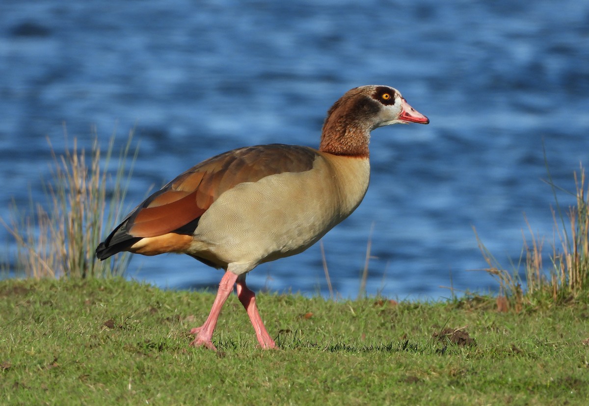 Egyptian Goose - ML529840601