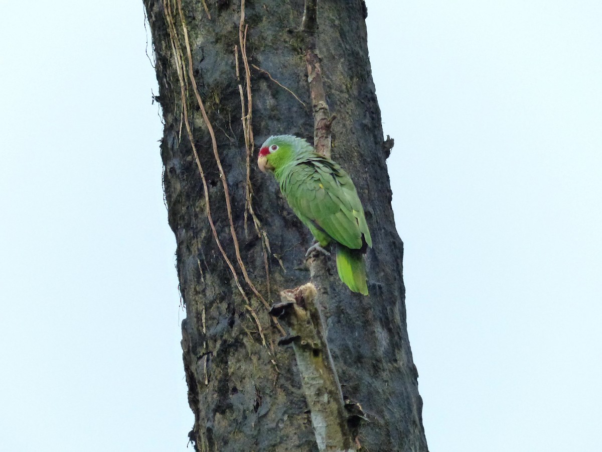 gulkinnamazon - ML529843401