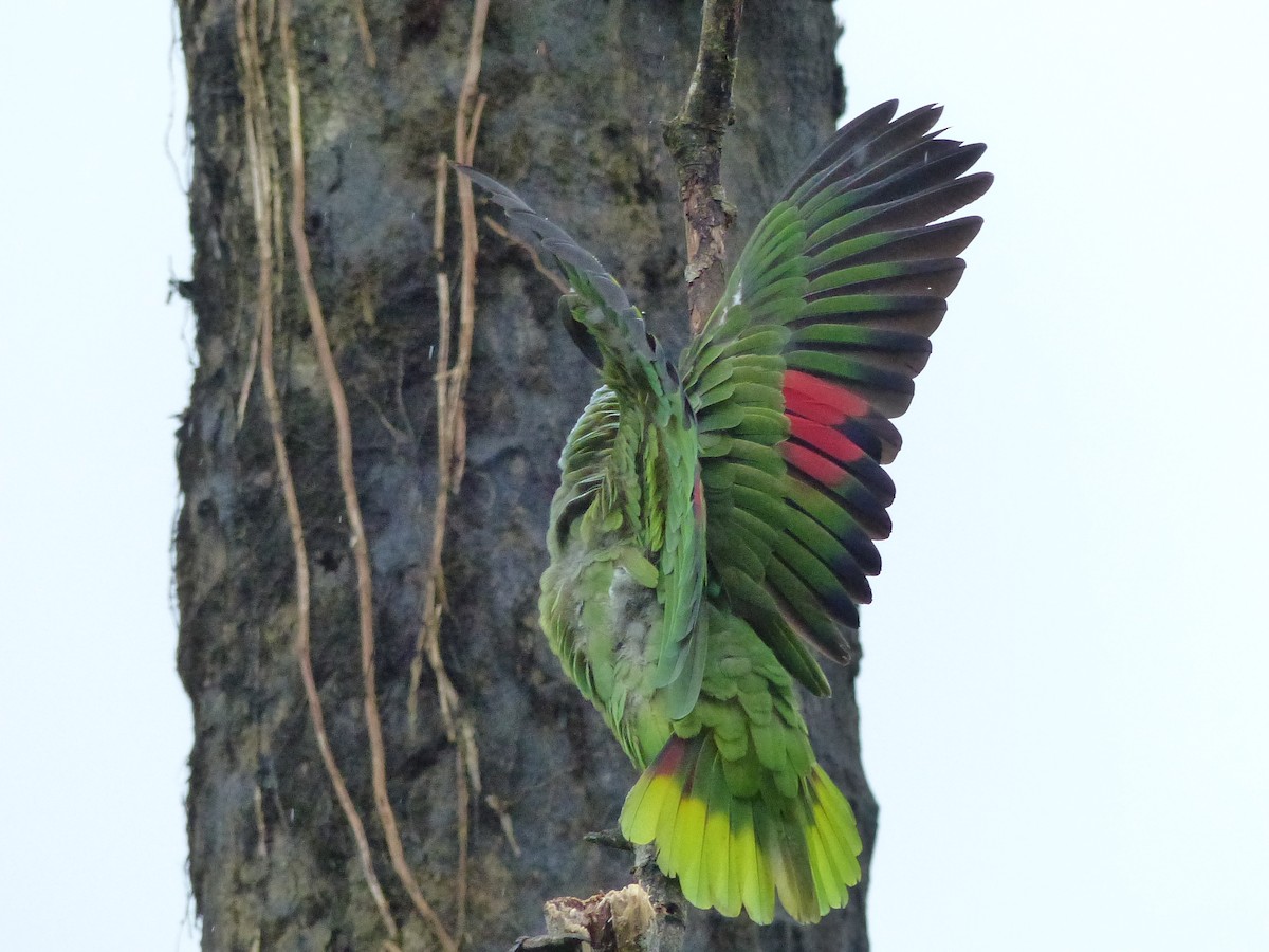 gulkinnamazon - ML529843421