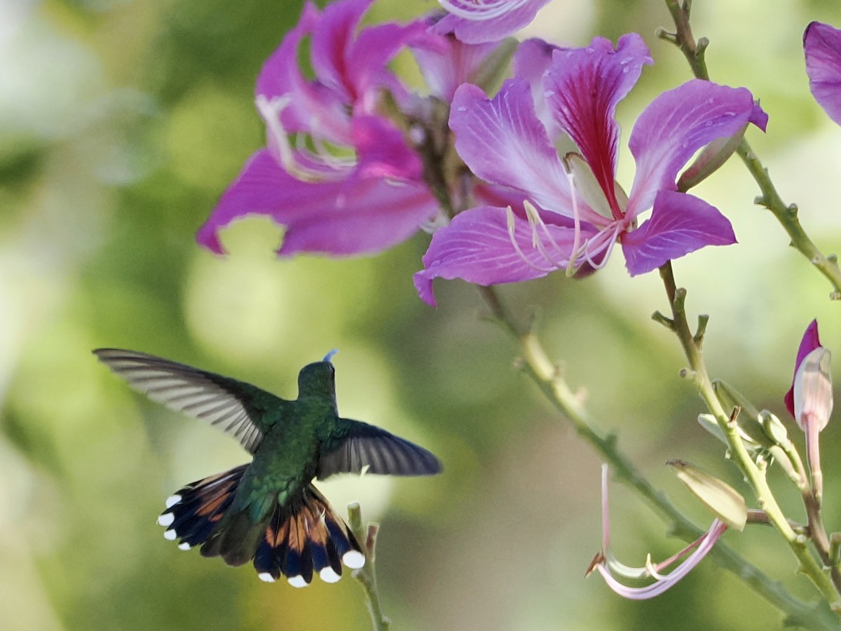 kolibřík hispaniolský - ML529844221