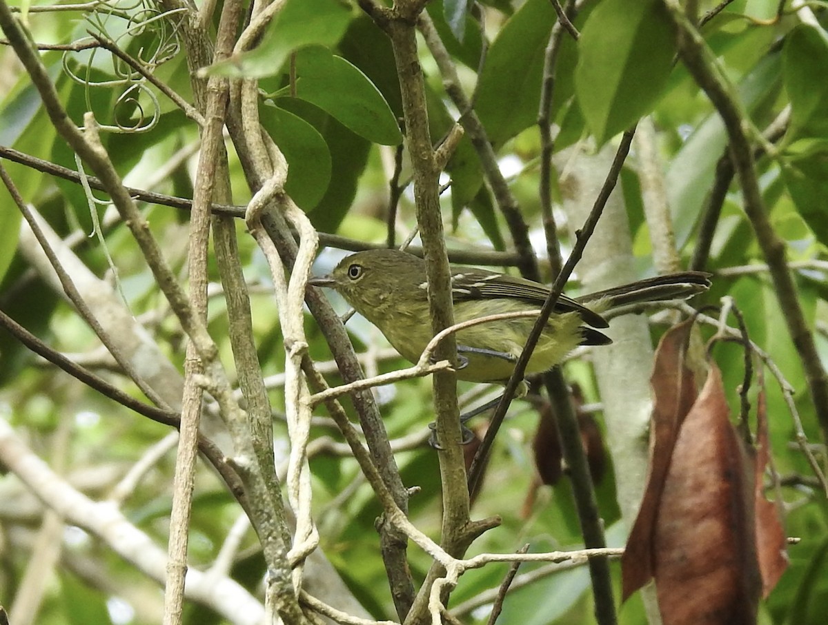 Flat-billed Vireo - ML529844951