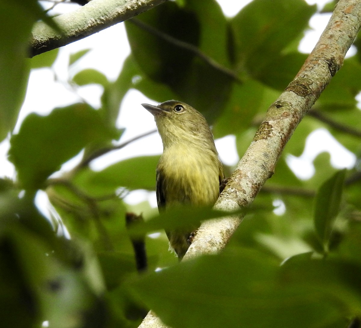 Flat-billed Vireo - ML529845071