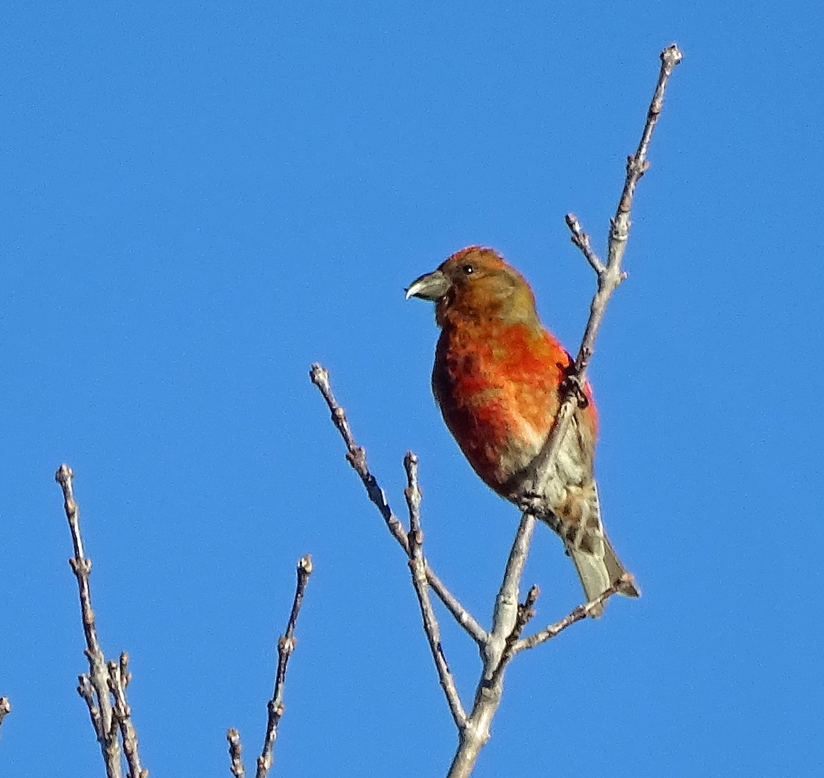 Red Crossbill - ML529845521