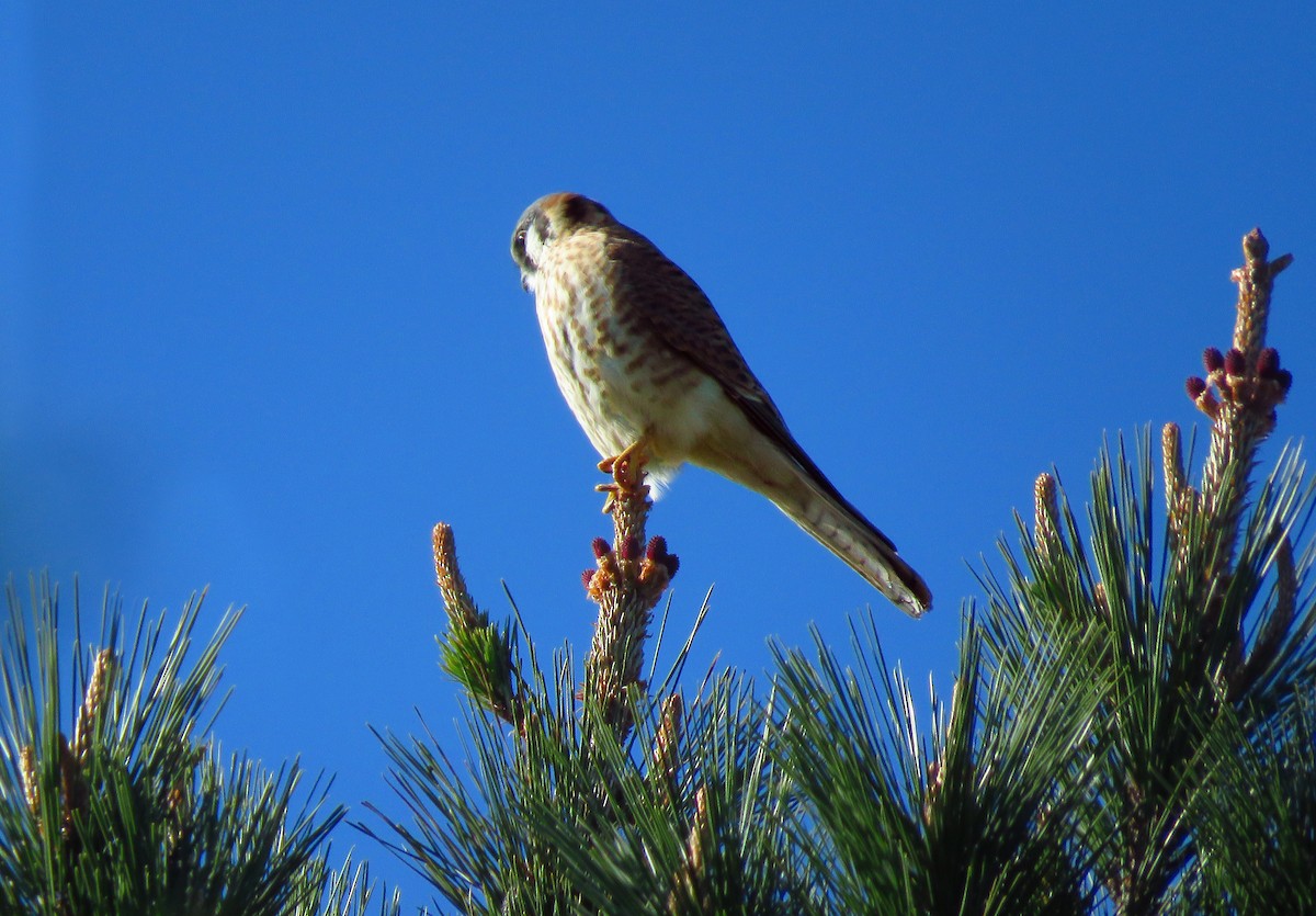 American Kestrel - Lisa Larson