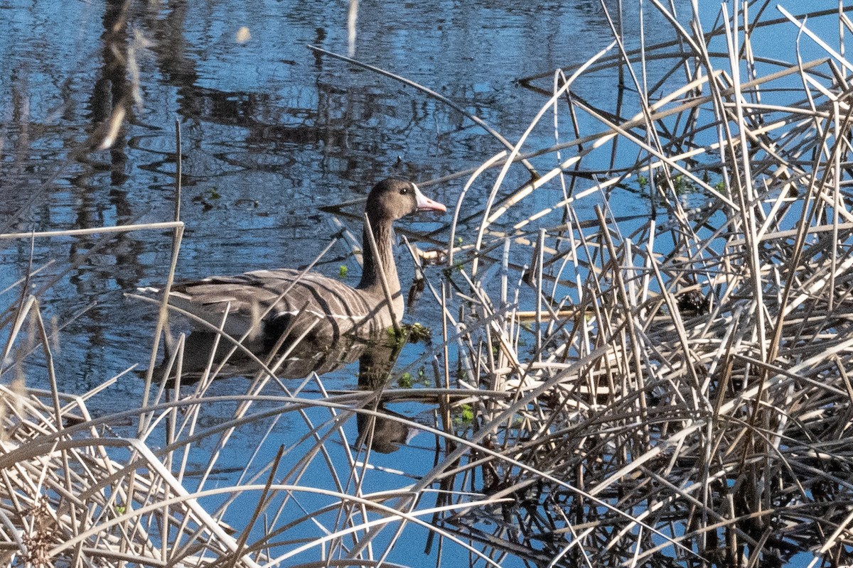 Greater White-fronted Goose - ML529846811