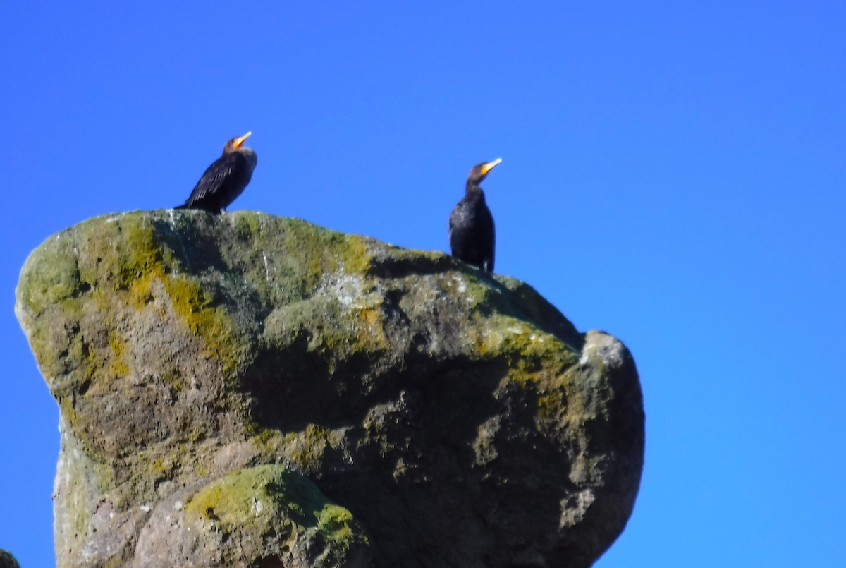 Double-crested Cormorant - ML529847441