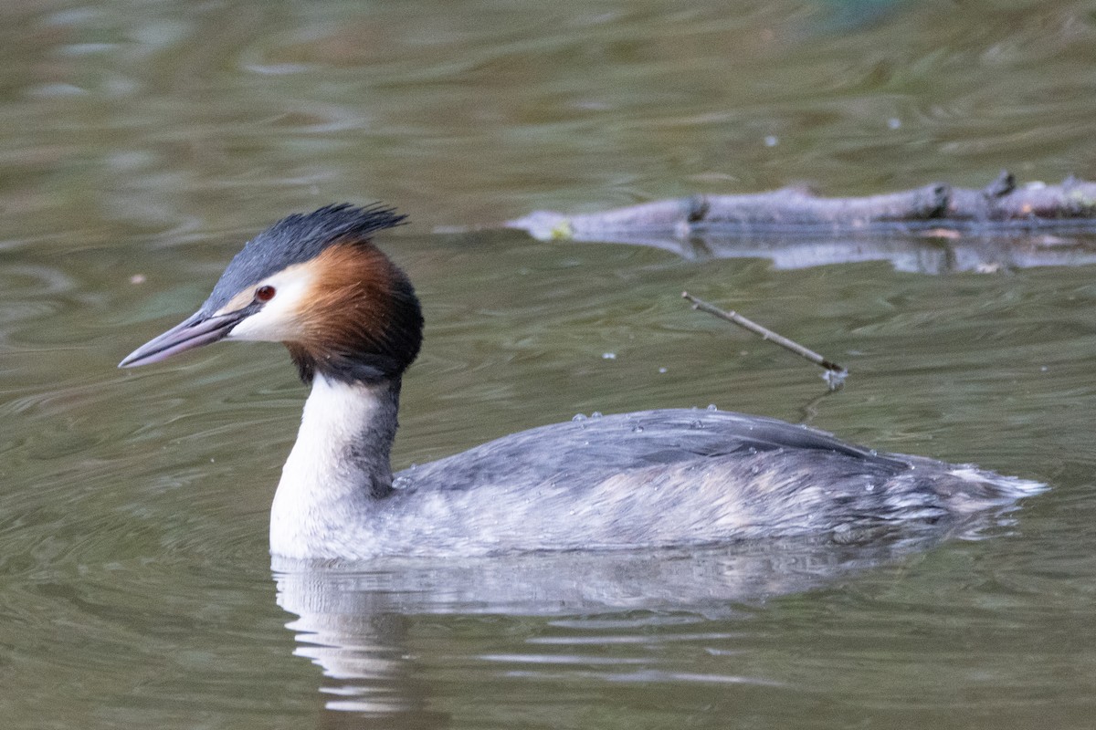 Great Crested Grebe - ML529848601