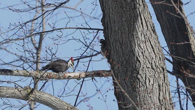 Pileated Woodpecker - ML529850611