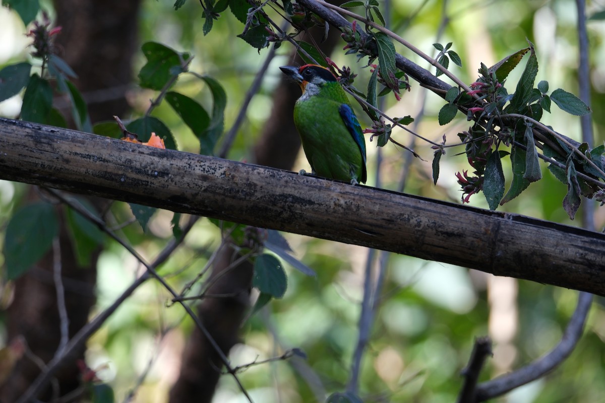 Golden-throated Barbet - ML529850791