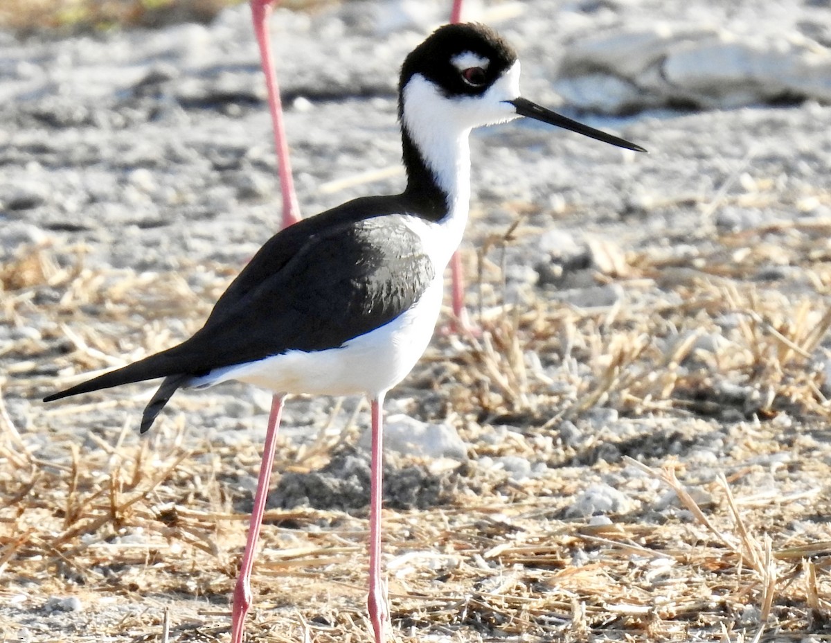 Black-necked Stilt (Black-necked) - ML529850891