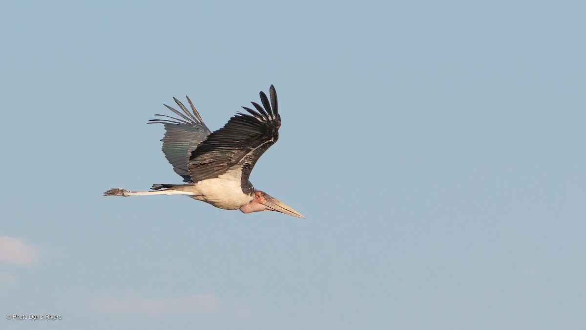 Marabou Stork - ML529851381