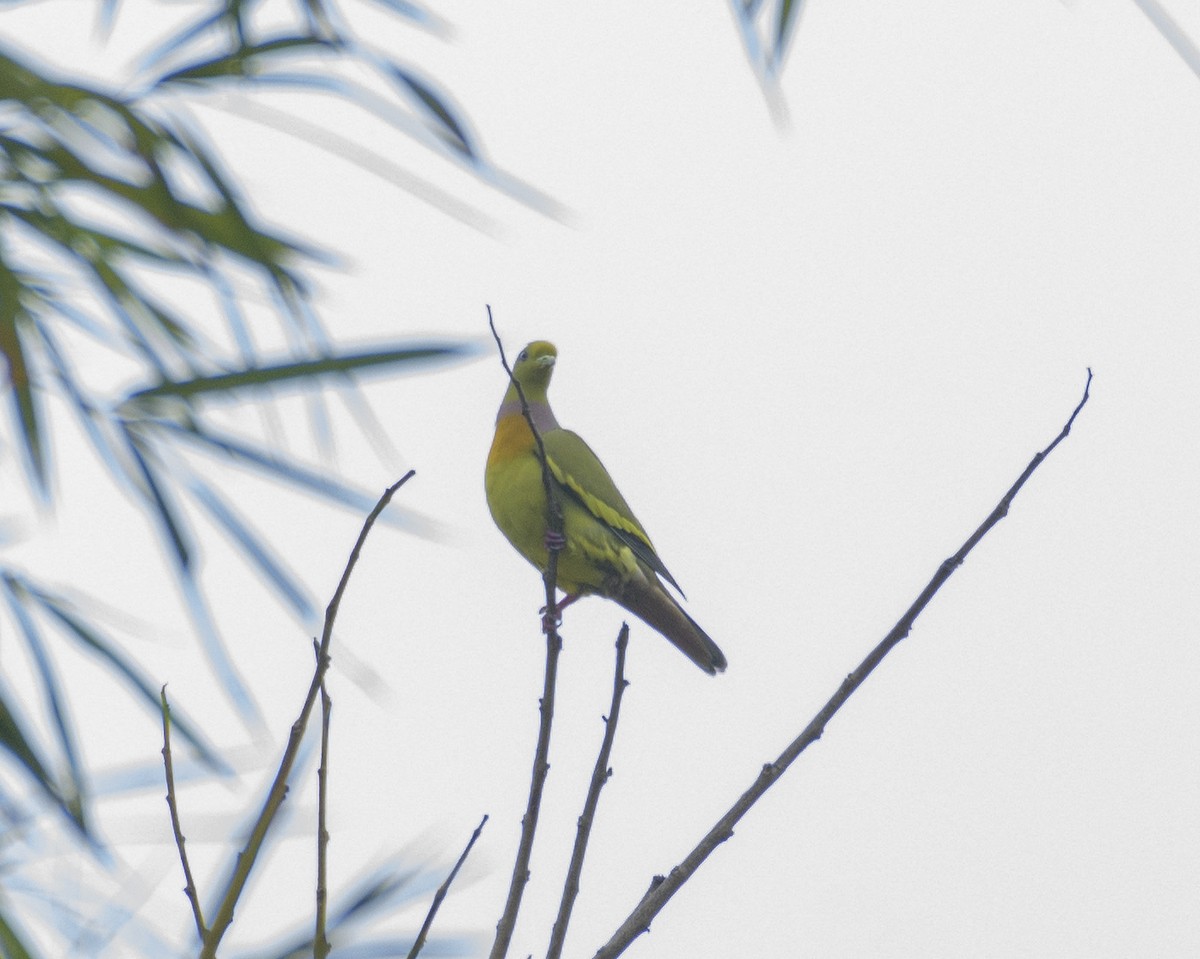 Orange-breasted Green-Pigeon - ML529853071