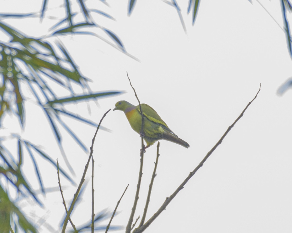 Orange-breasted Green-Pigeon - ML529853081