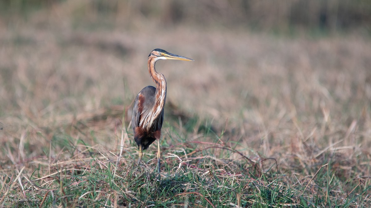 Purple Heron - ML529853241