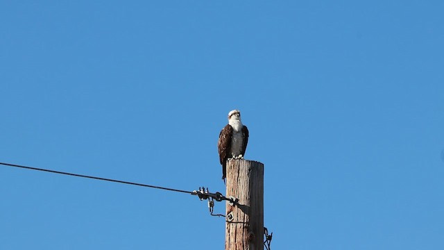 Águila Pescadora - ML529854401