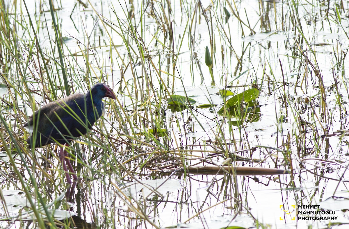 African Swamphen - ML529854711