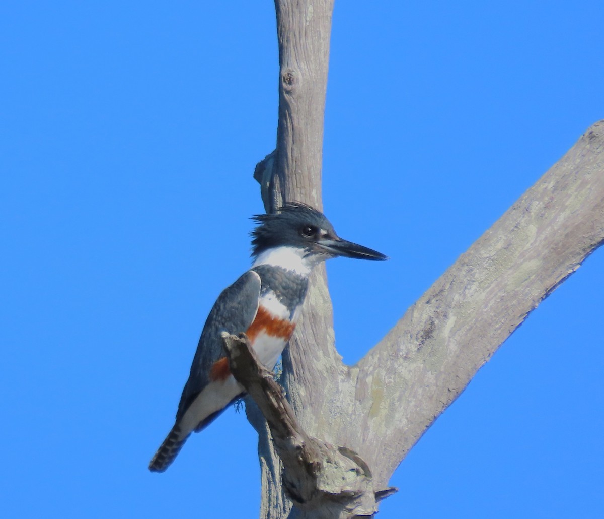 Belted Kingfisher - ML529854721