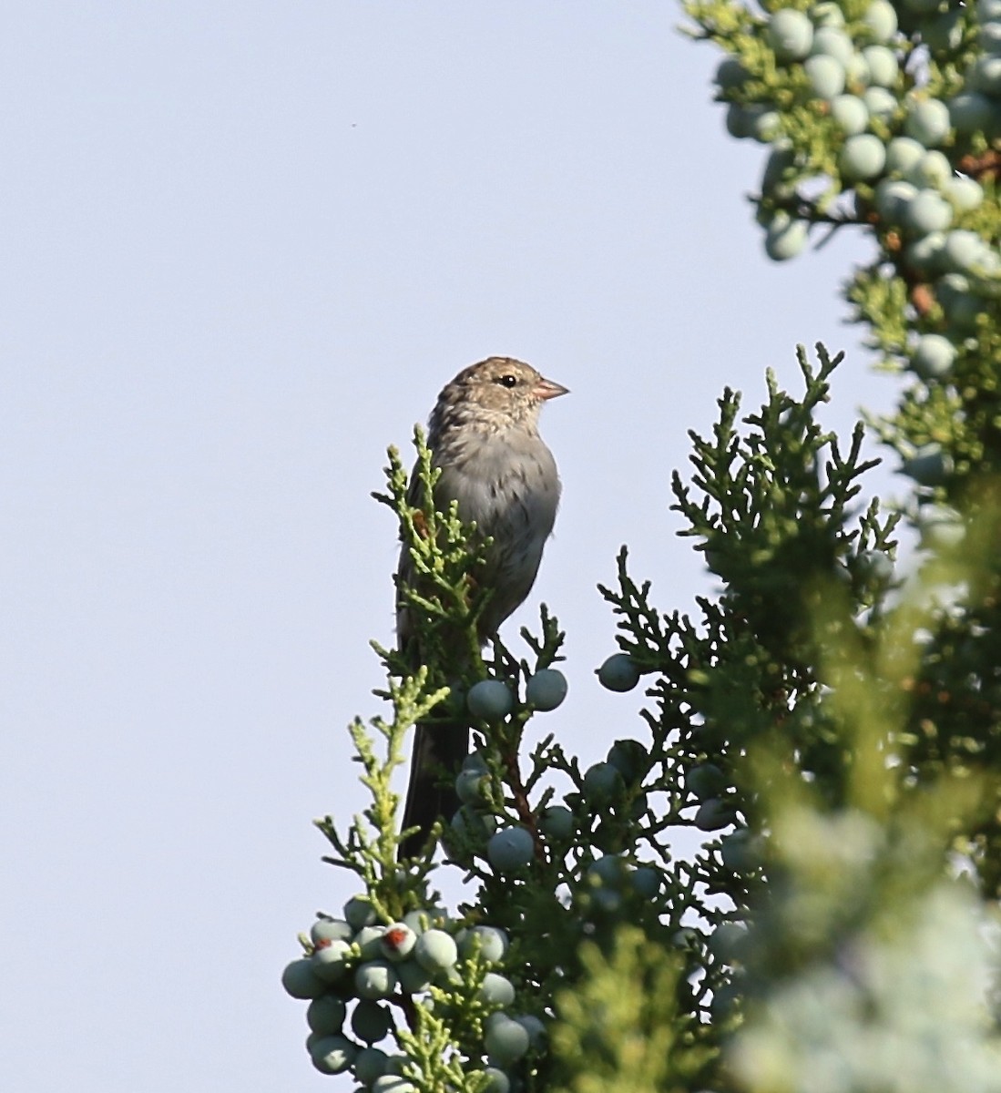 Chipping Sparrow - Alison Hiers
