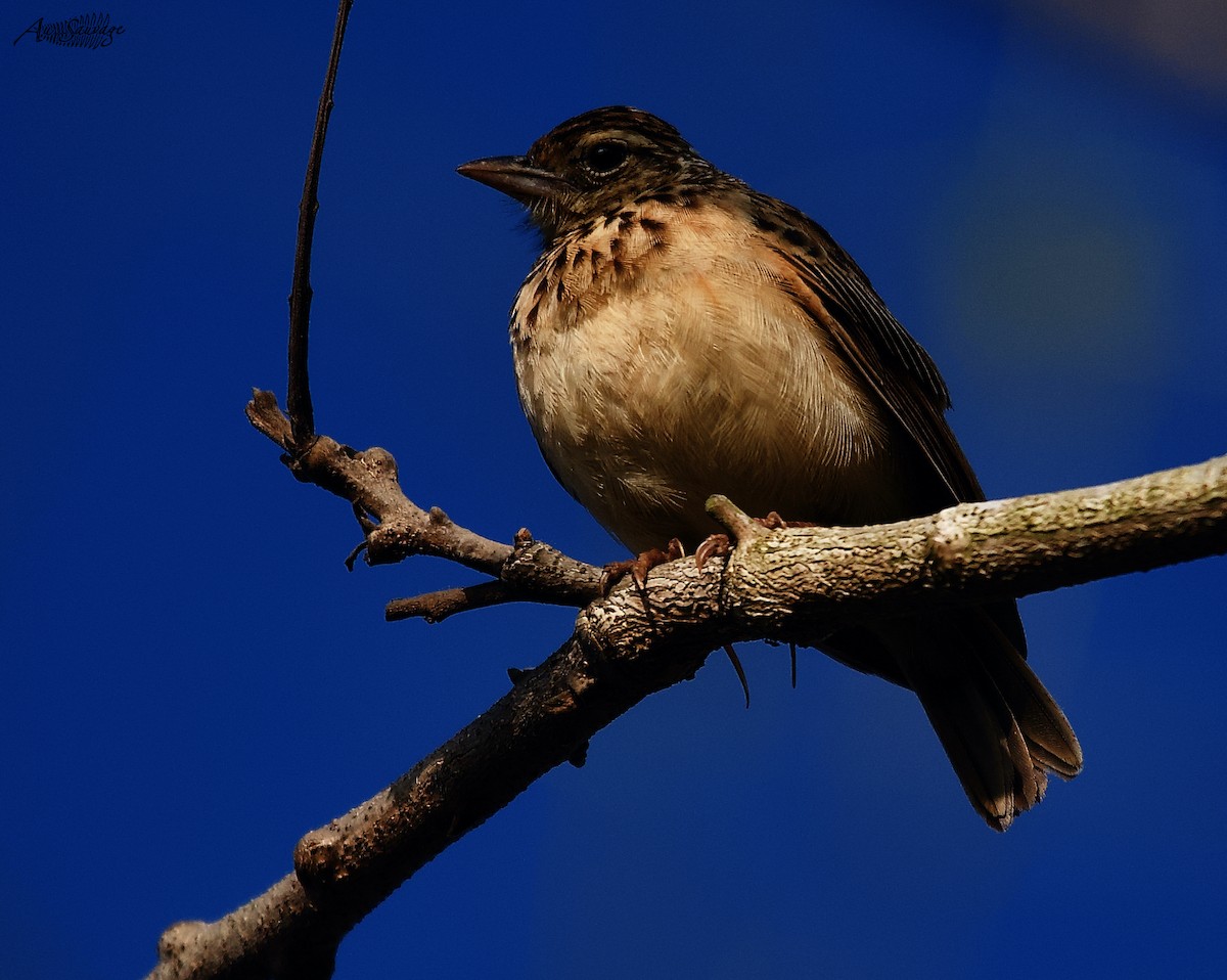 Jerdon's Bushlark - ML529855071