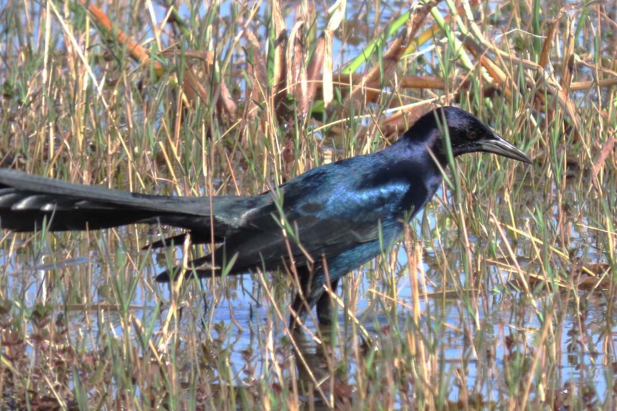 Boat-tailed Grackle - ML529855151