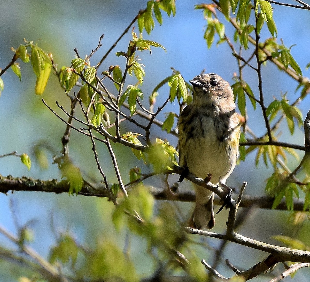 Yellow-rumped Warbler - ML52985581