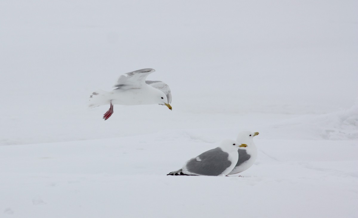 Gaviota Groenlandesa (thayeri) - ML52985611