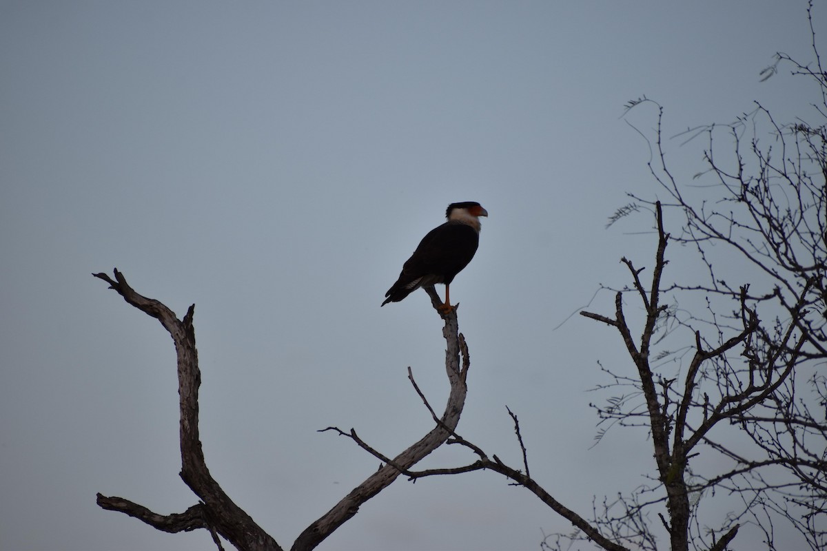 Crested Caracara - ML529857311
