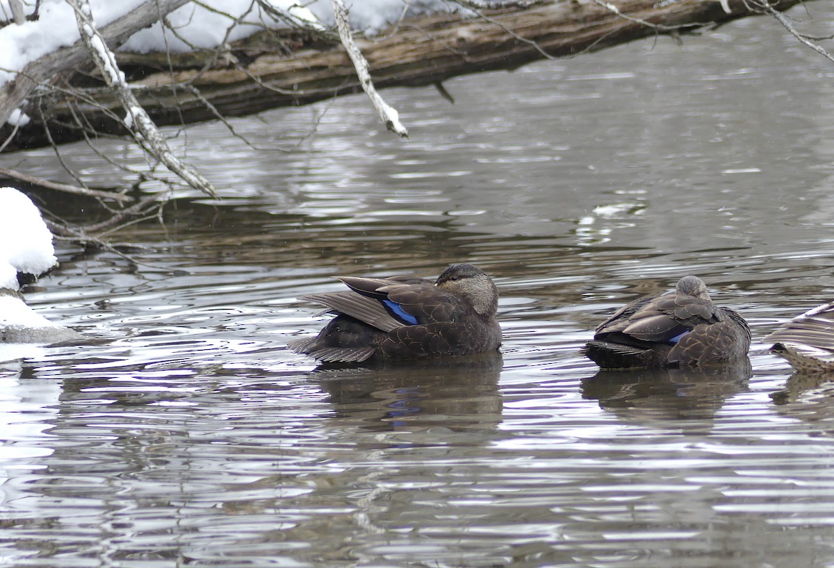 American Black Duck - ML529857741