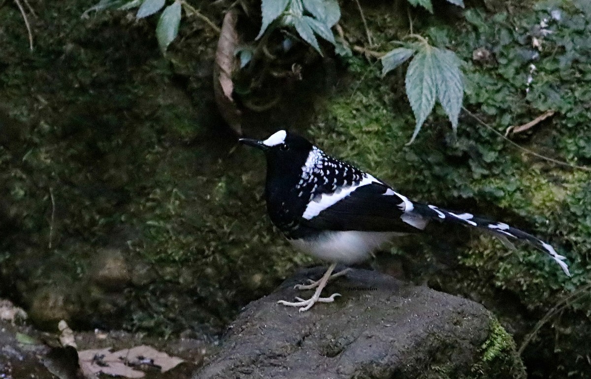 Spotted Forktail - ML529857791