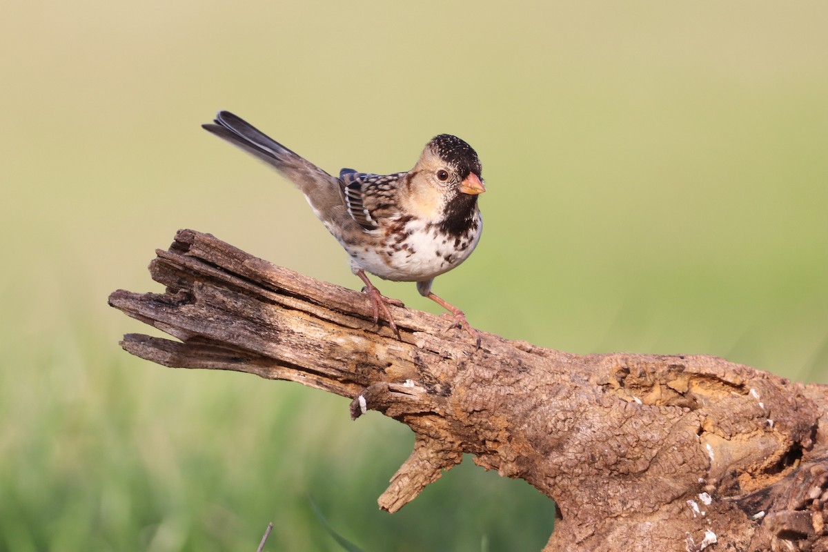 Harris's Sparrow - Aeris  Clarkson