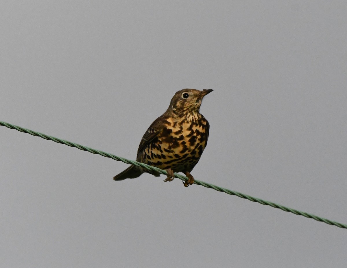 Mistle Thrush - A Emmerson