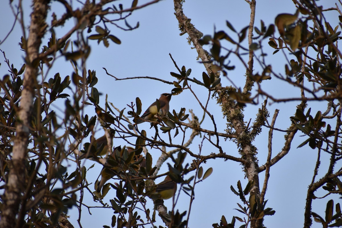 Cedar Waxwing - ML529858581