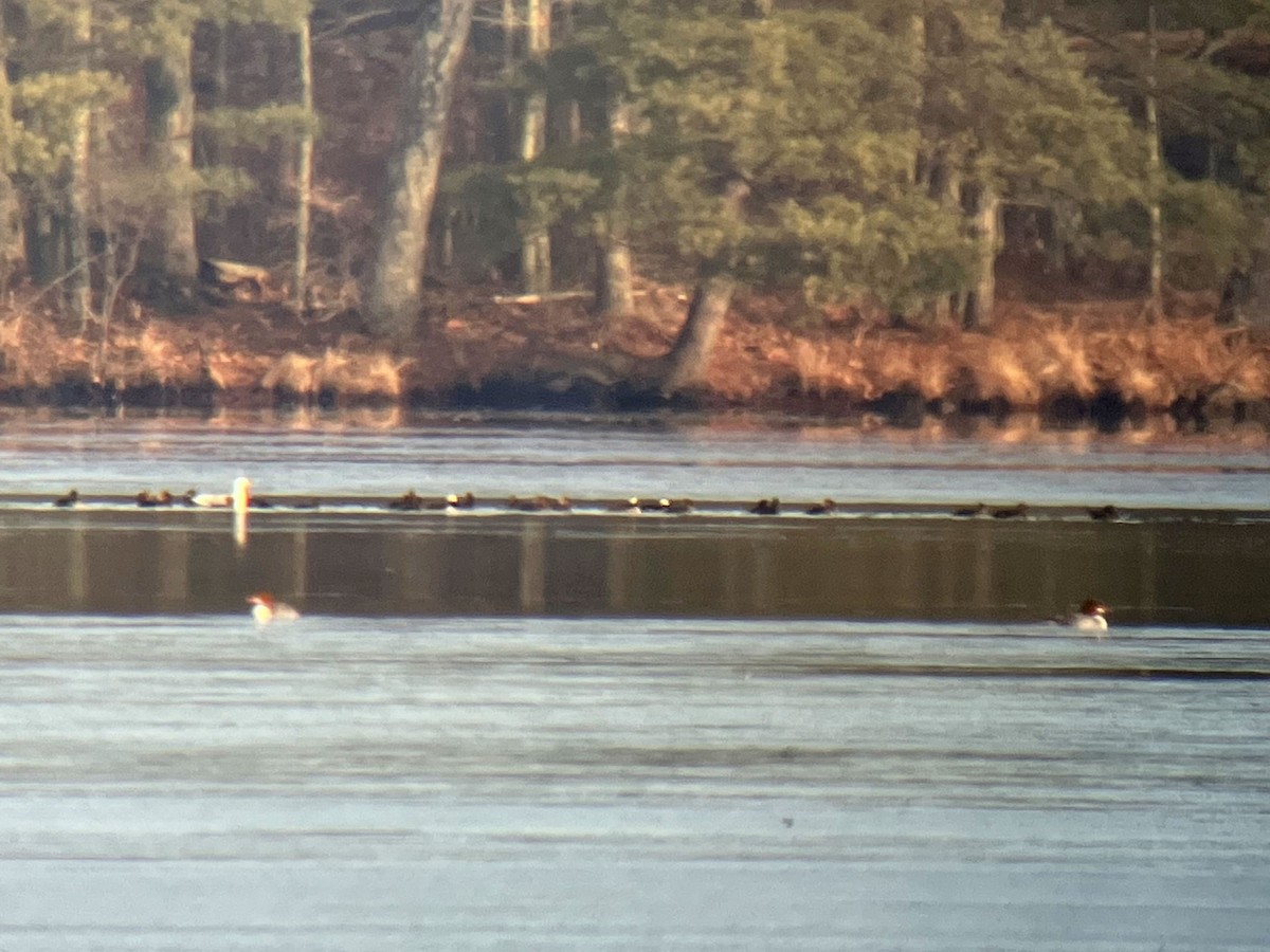 Hooded Merganser - ML529858861