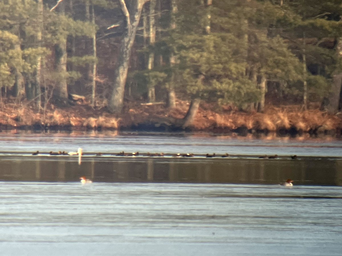 Hooded Merganser - ML529858871