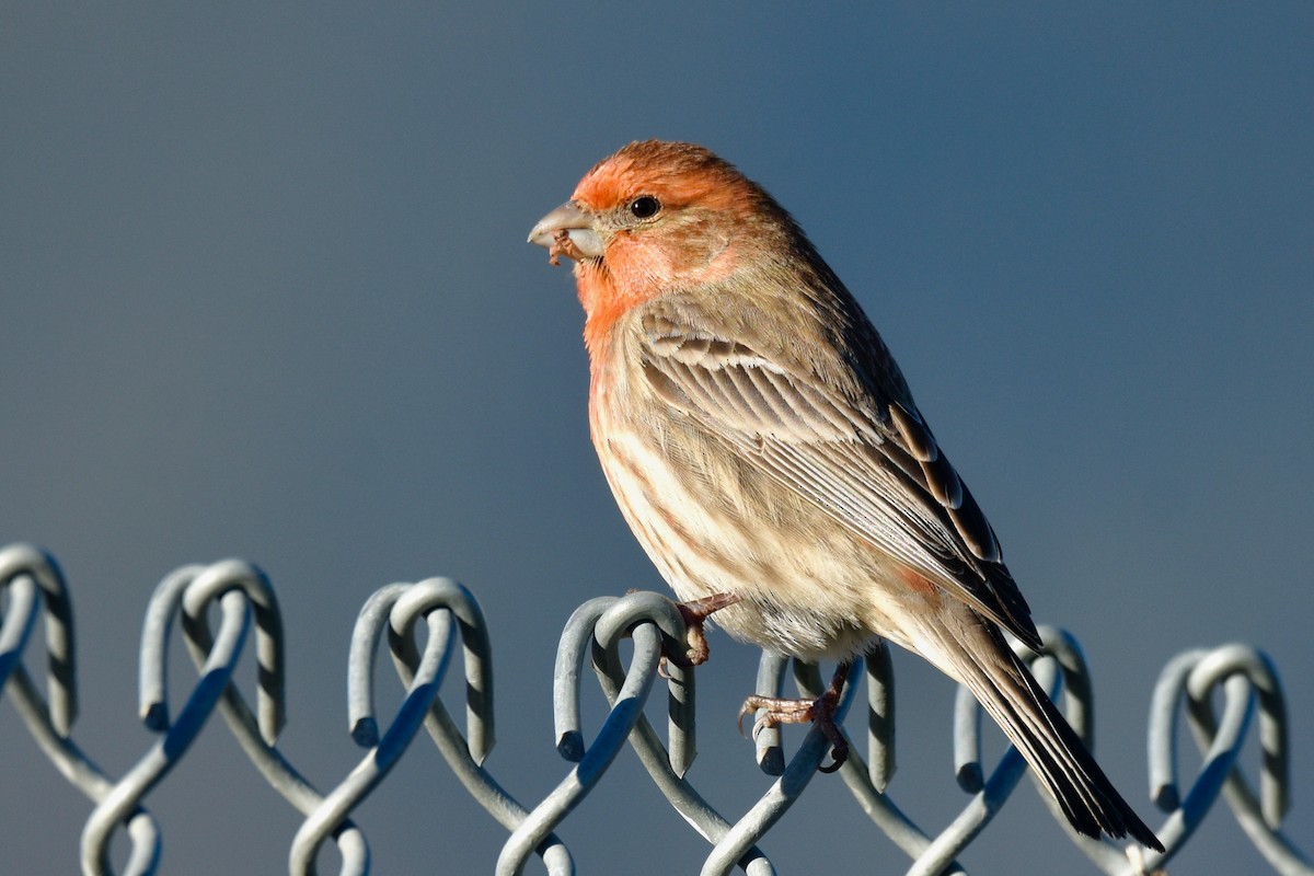 House Finch - George Gibbs