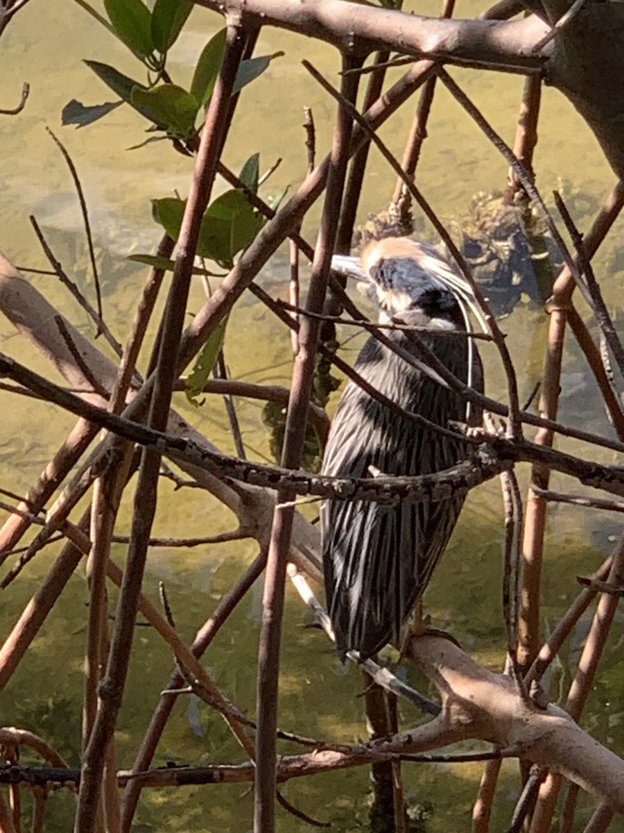 Yellow-crowned Night Heron - Beth Jordan