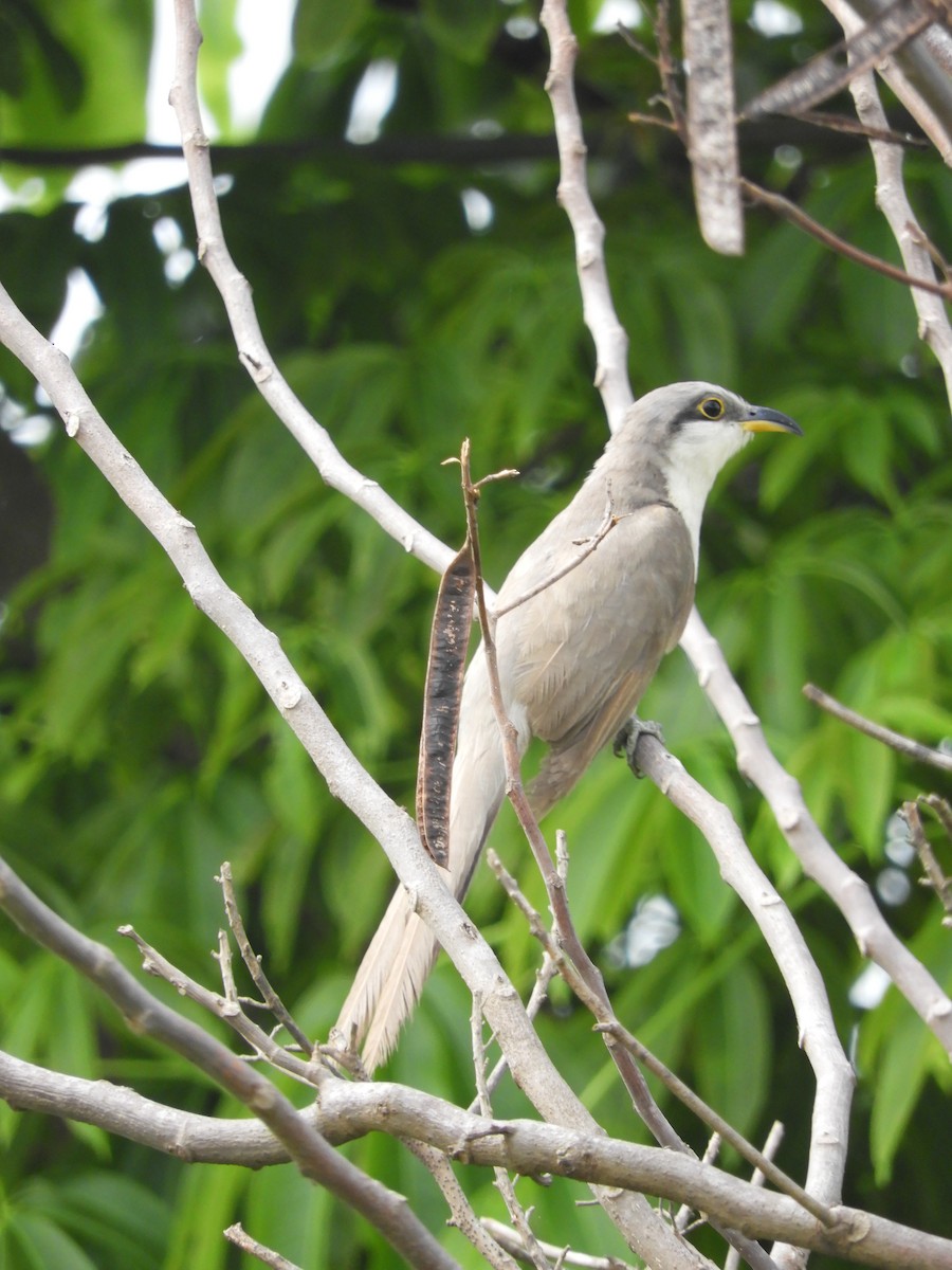 Mangrove Cuckoo - ML529859451