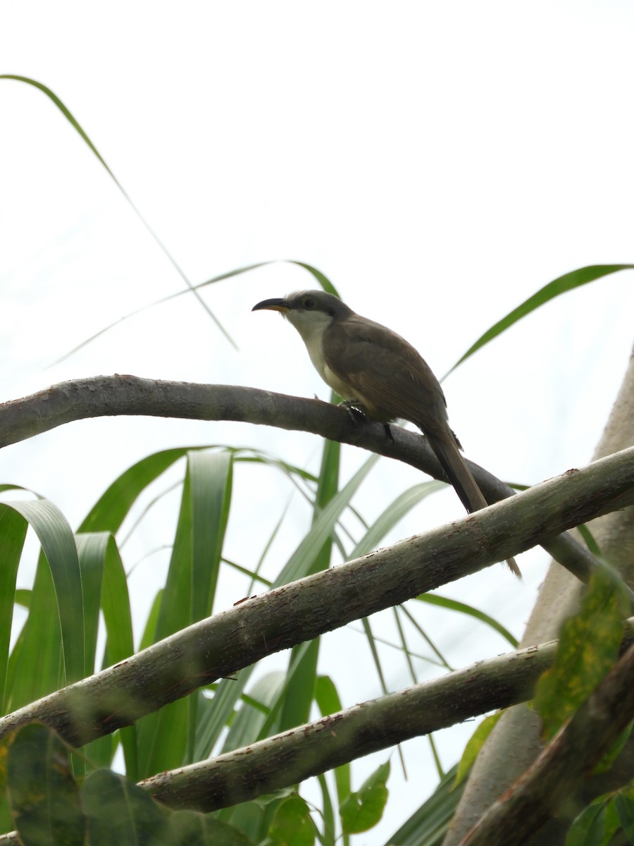 Mangrove Cuckoo - ML529859591