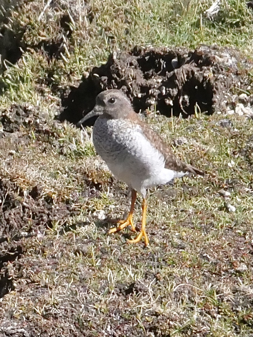 Diademed Sandpiper-Plover - ML529860571