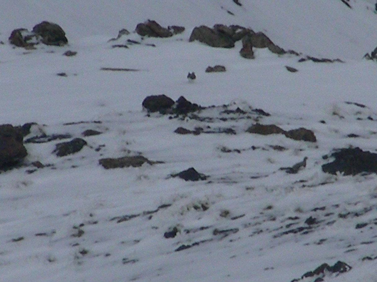 Rock Ptarmigan - ML529860721